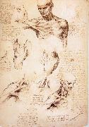 The muscles of Thorax and shoulders in a lebnden person, LEONARDO da Vinci